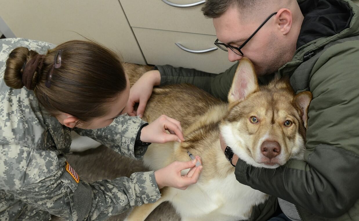 BLOOD DONATION HUSKY MIX DOG