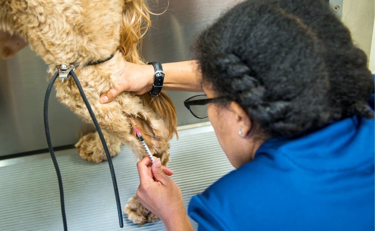 BLOOD DONATION LARGE POODLE BLOOD DRAW