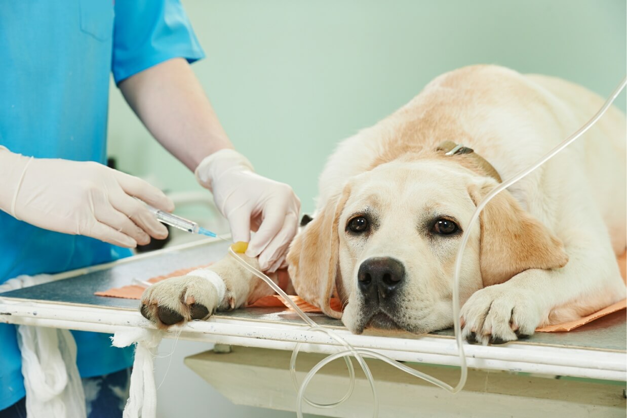 yellow lab blood donation