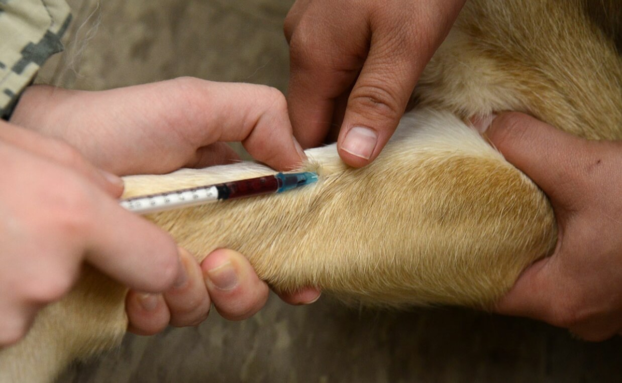 CLOSE UP DOG BLOOD DONATION