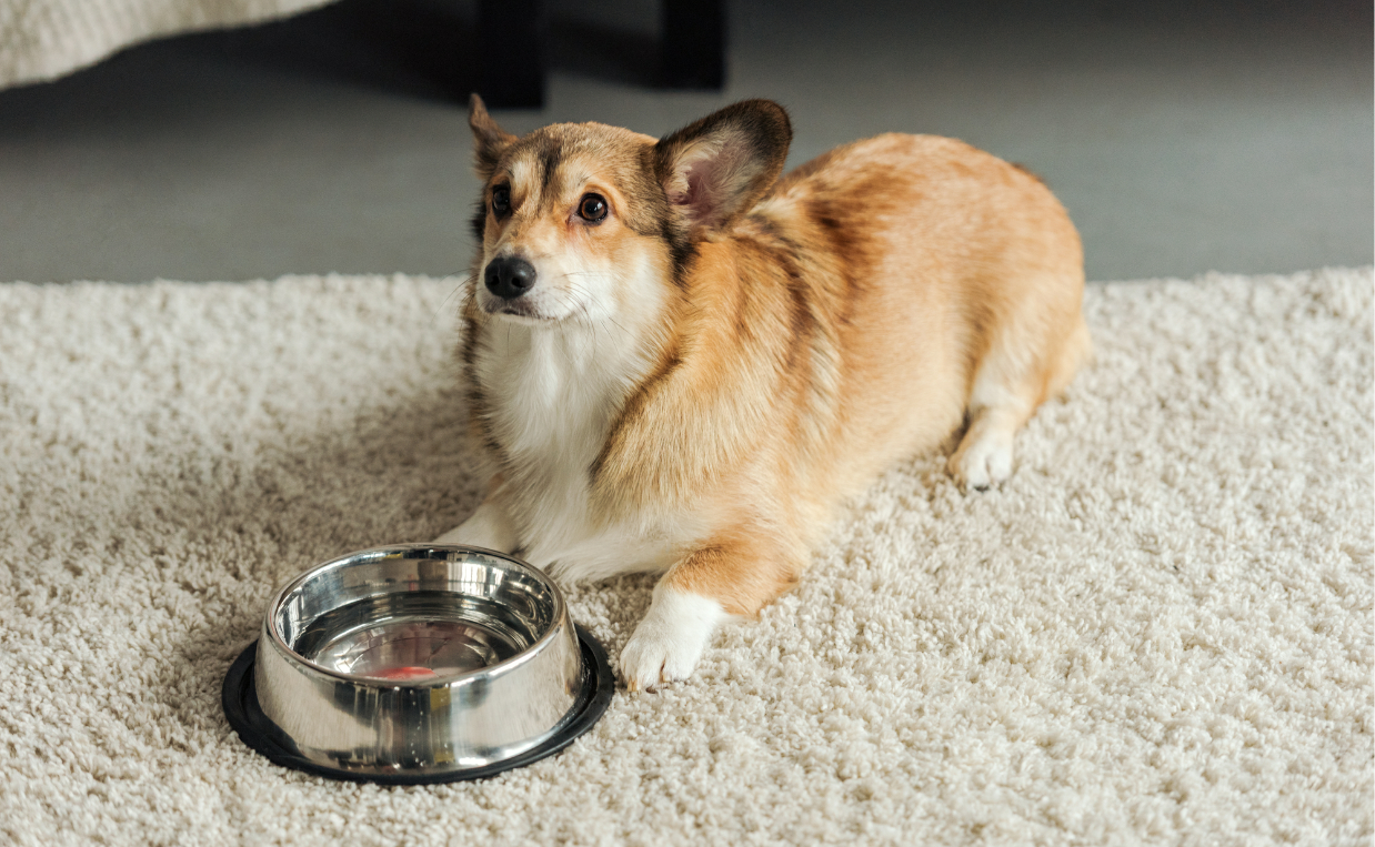 CORGI WITH WATER BOWL