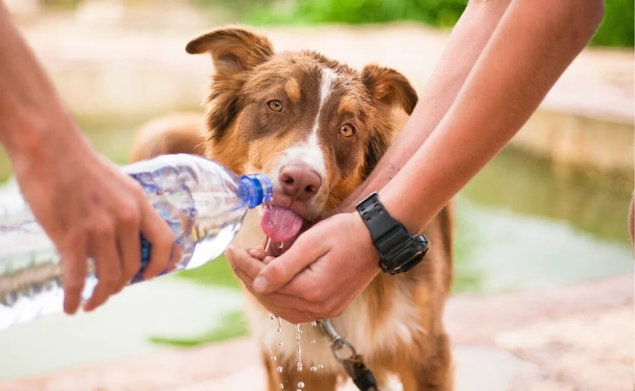DOG DRINKING OUT OF WATER BOTTLE AND HANDS