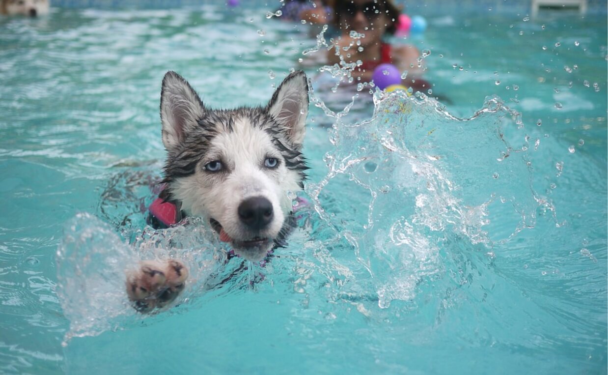 DOG IN POOL