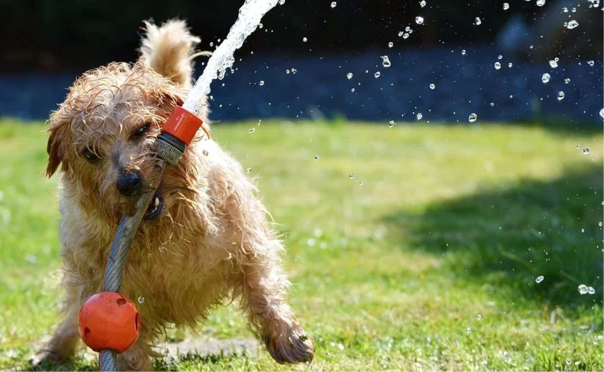 DOG PLAYING WITH WATER TOY