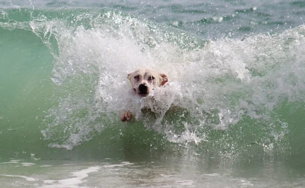 DOG SPLASHING IN SURF