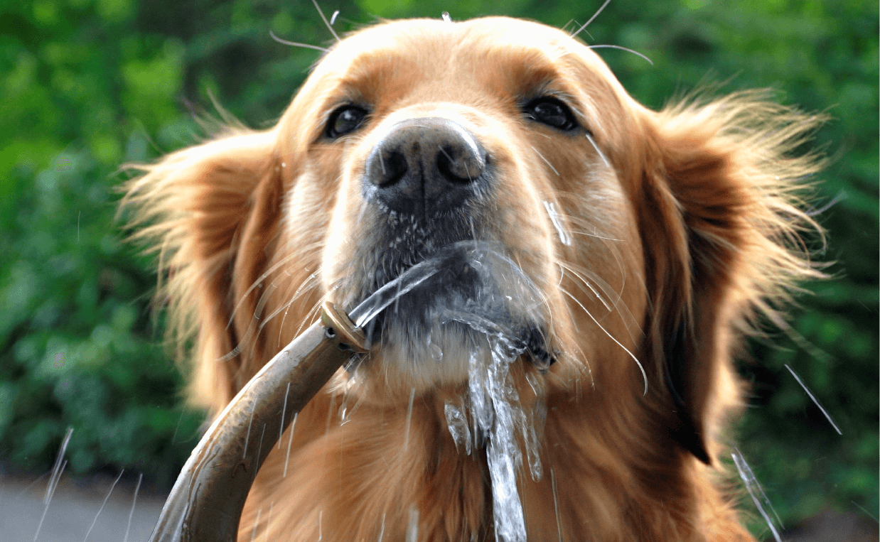 GOLDEN RETREIVER HYDRATED