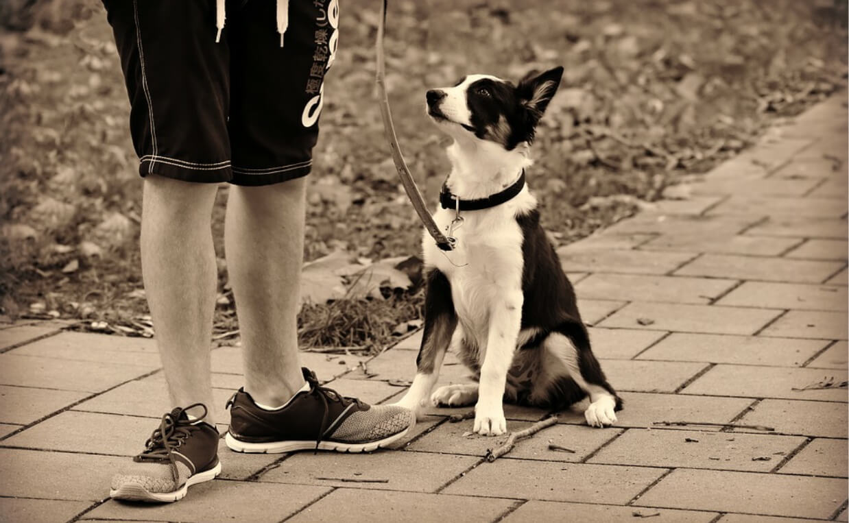 SEPIA TONE PHOTO OF MAN'S LEGS AND SMALL RETREIVER DOG