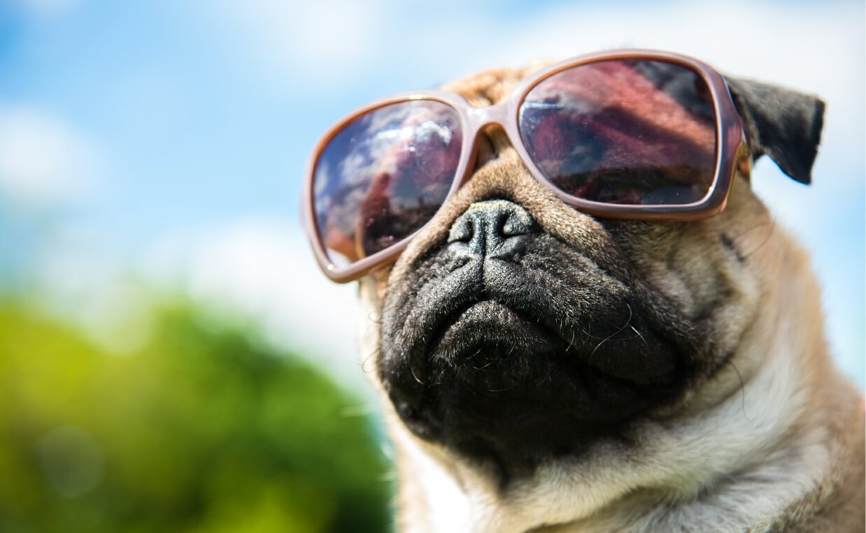 pug dog with sunglasses