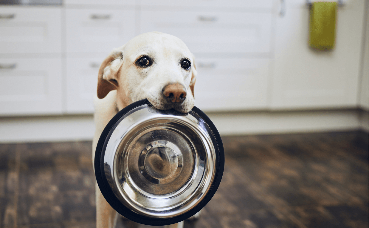 YELLOW LAB EMPTY WATER BOWL