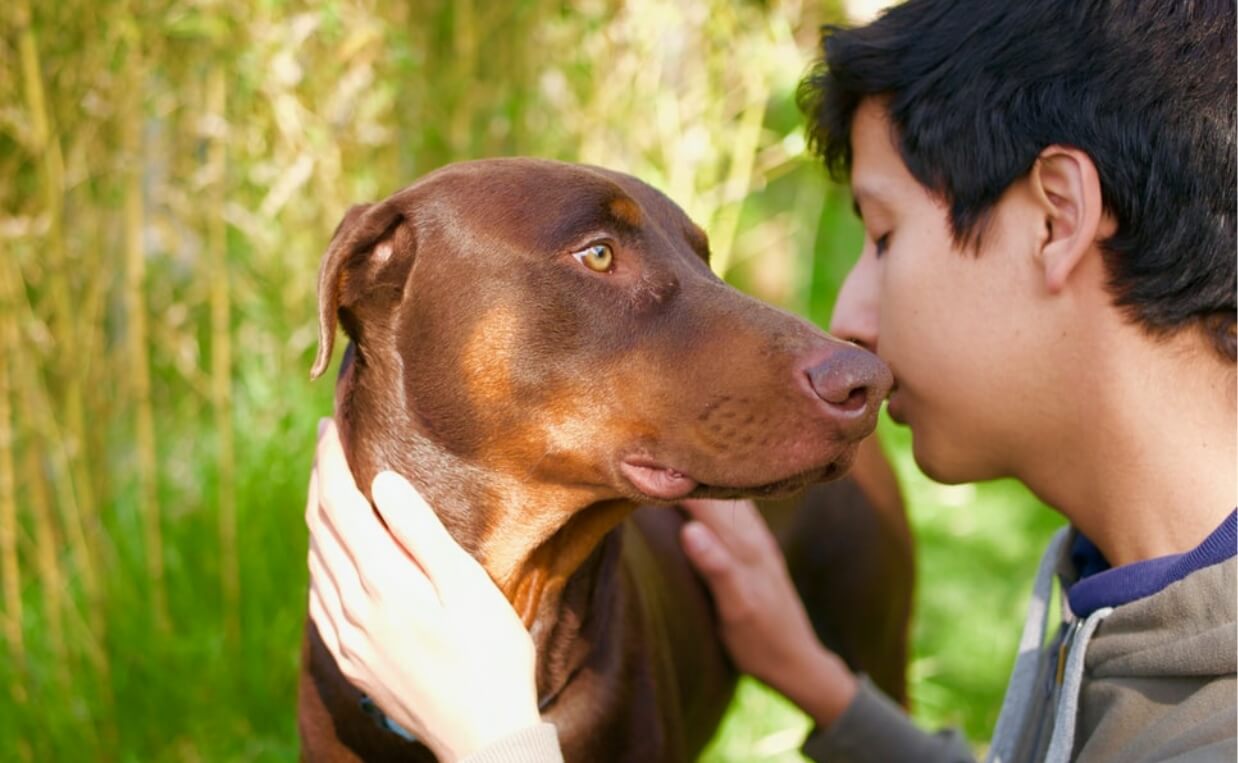 boy kissing red sporting dog