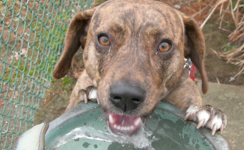 brindle dog drinking out of fountain