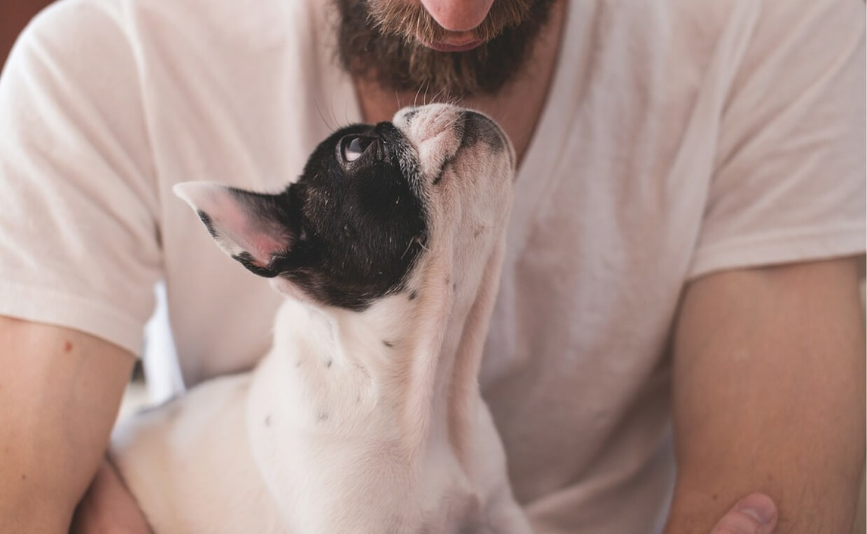 french bulldog giving eye contact to man with beard