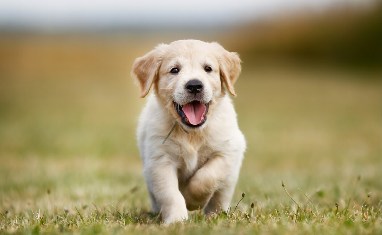 golden retreiver puppy following behind