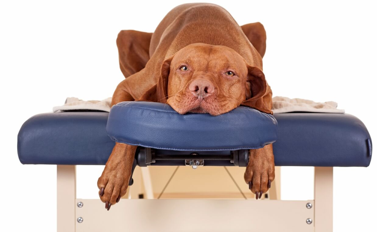 hound dog laying on massage table