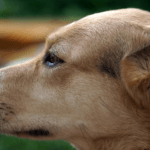 close up of dog and bumblebee