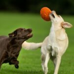 12 Ways to Help Your Dog Get Enough Exercise