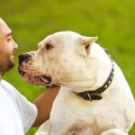 dog showing love and affection for his owner