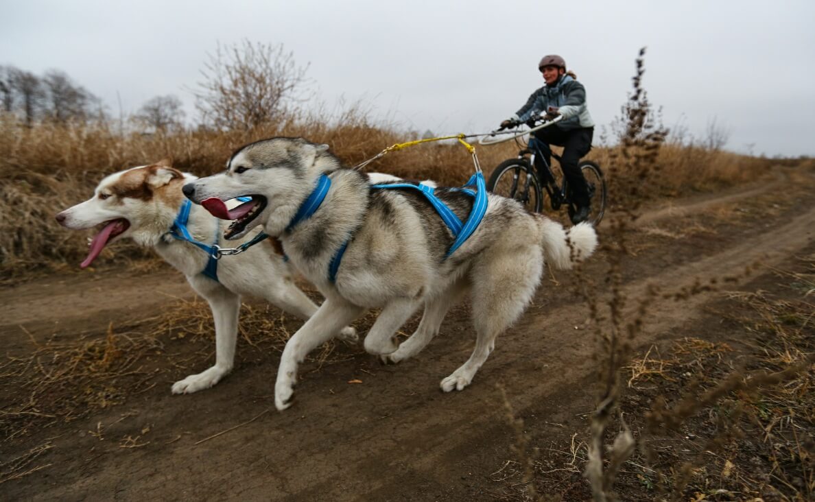 2 sled dogs bikejoring