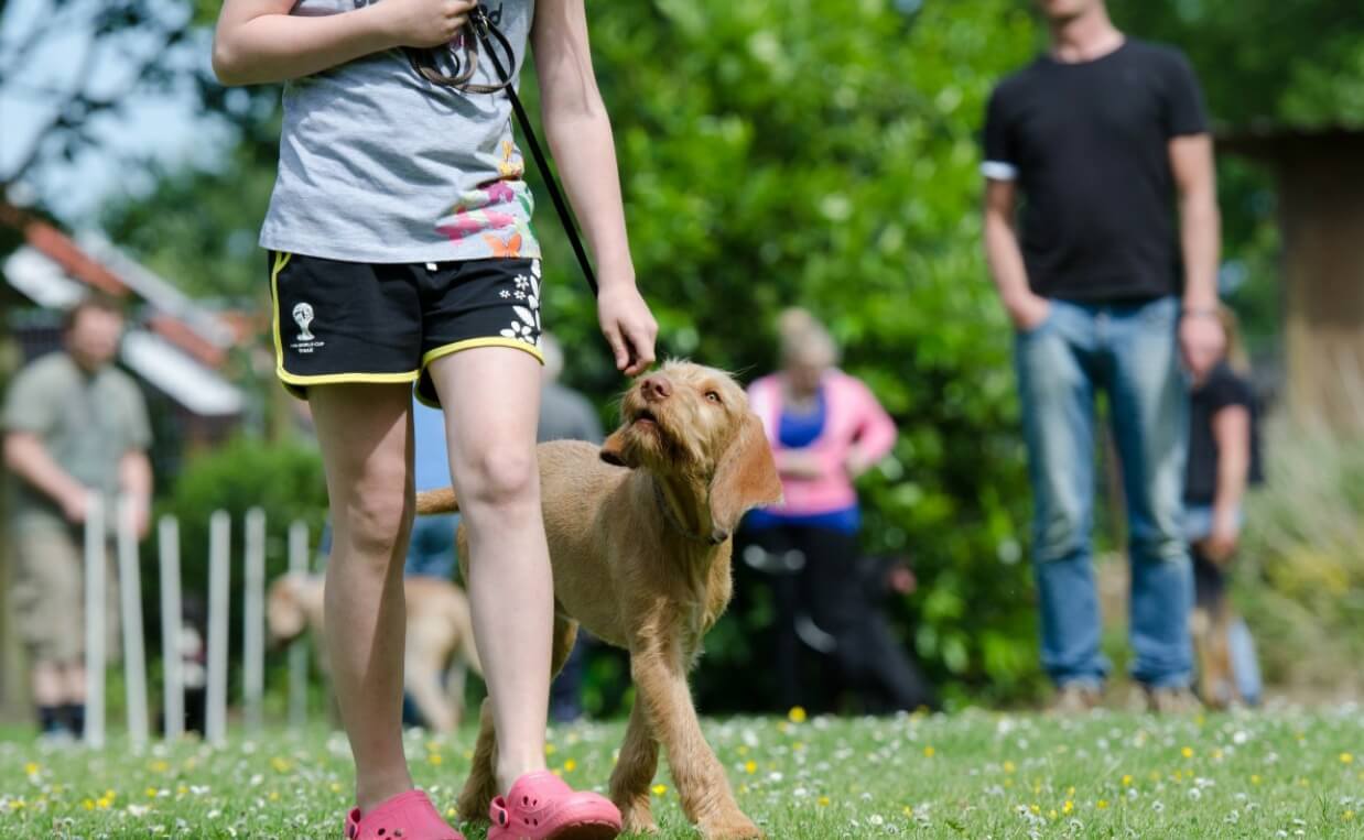 DOG OBEDIENCE TRAINING POINTER