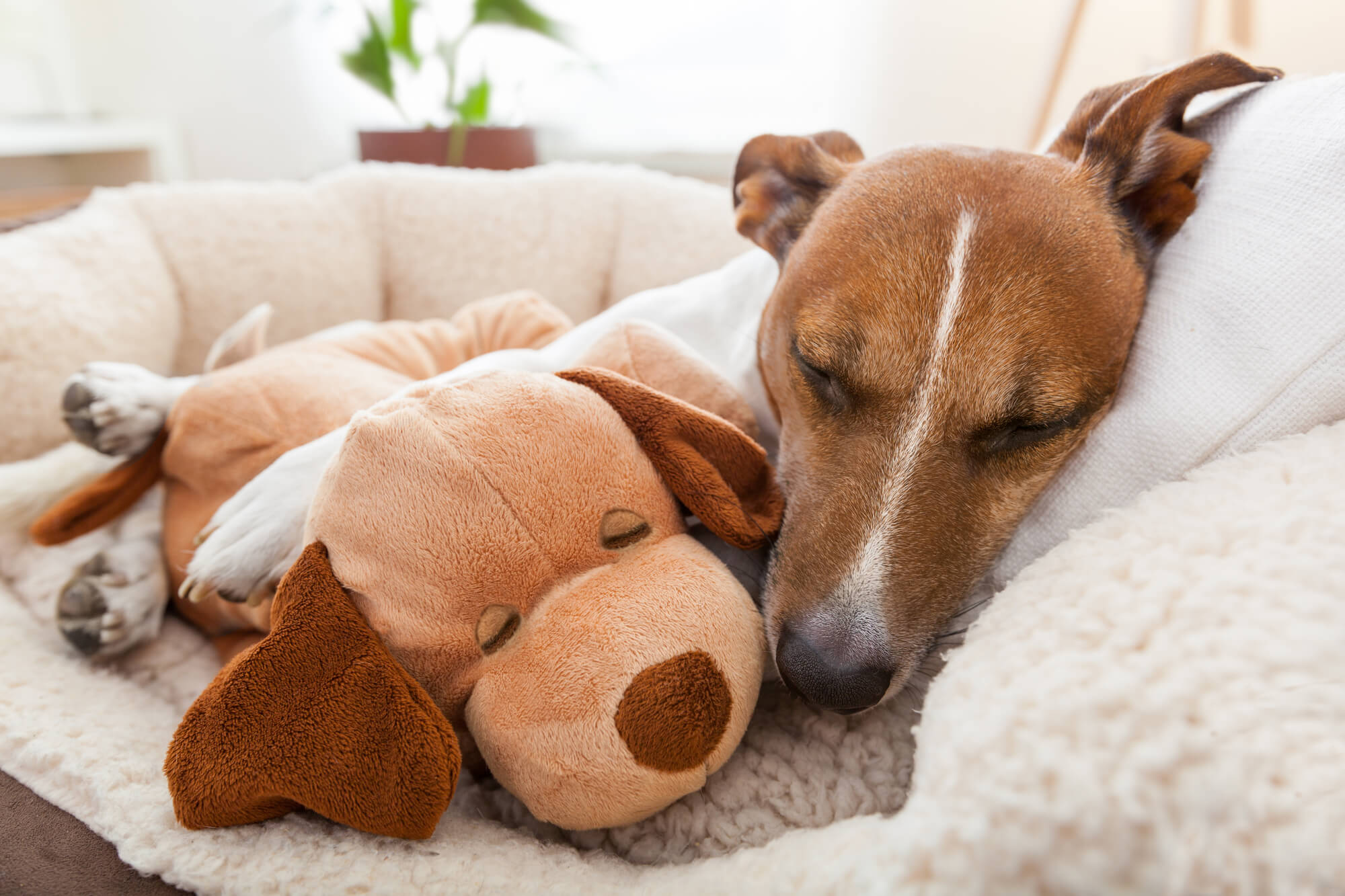 dog with stuffed toy on couch Canine Campus Dog Daycare & Boarding