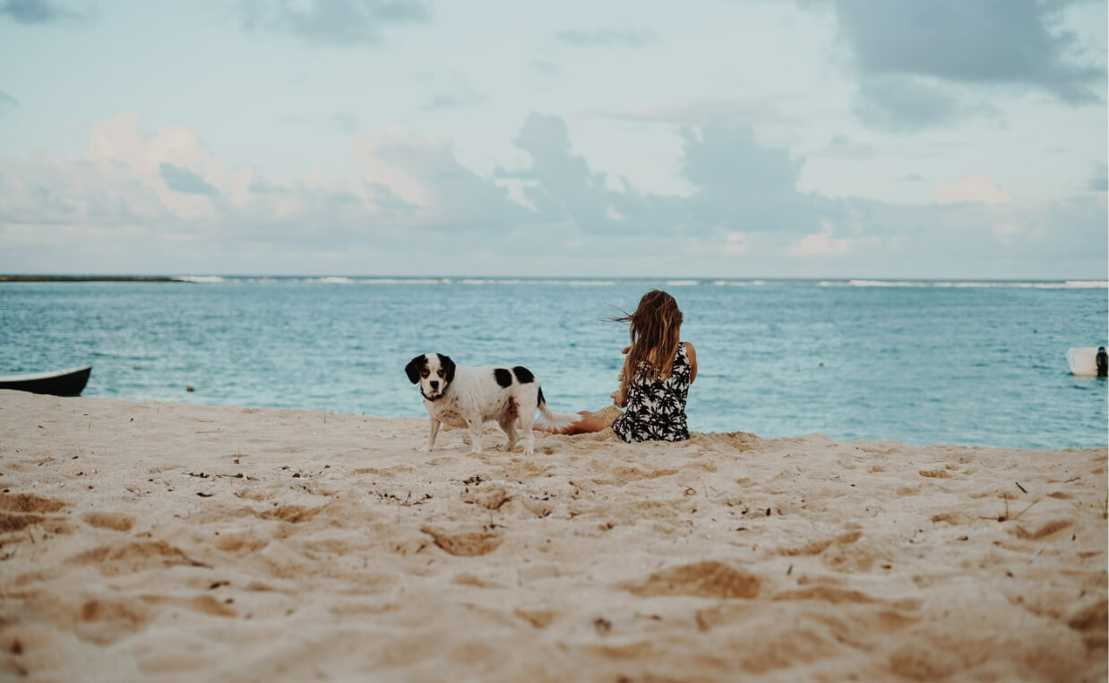 dog at beach in sand