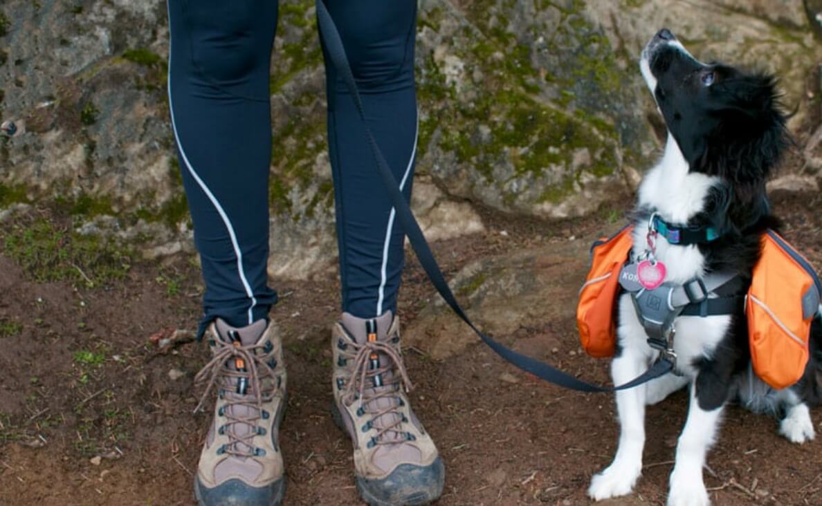 dog hiking