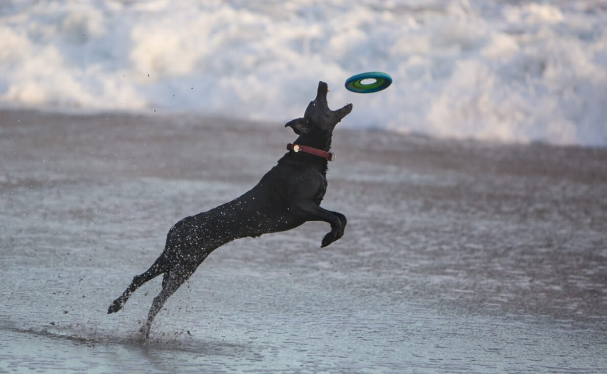 dog playing frisbee in water
