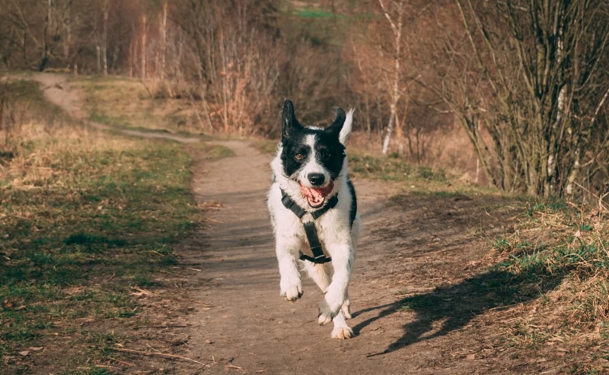 dog running