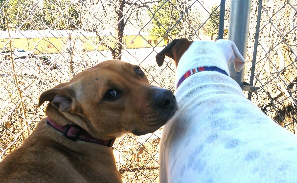 dogs at daycare