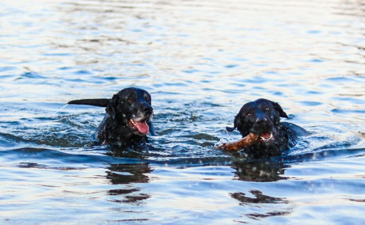 dogs swimming