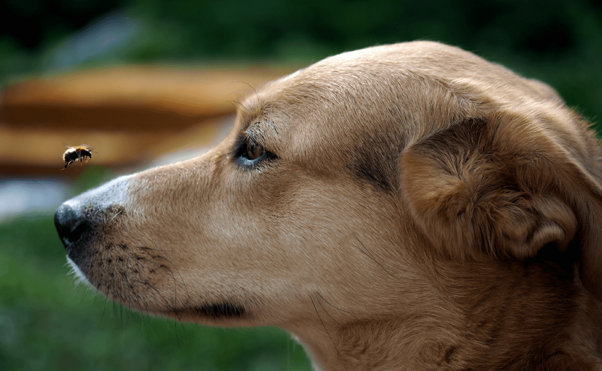 anaphylaxis in dogs