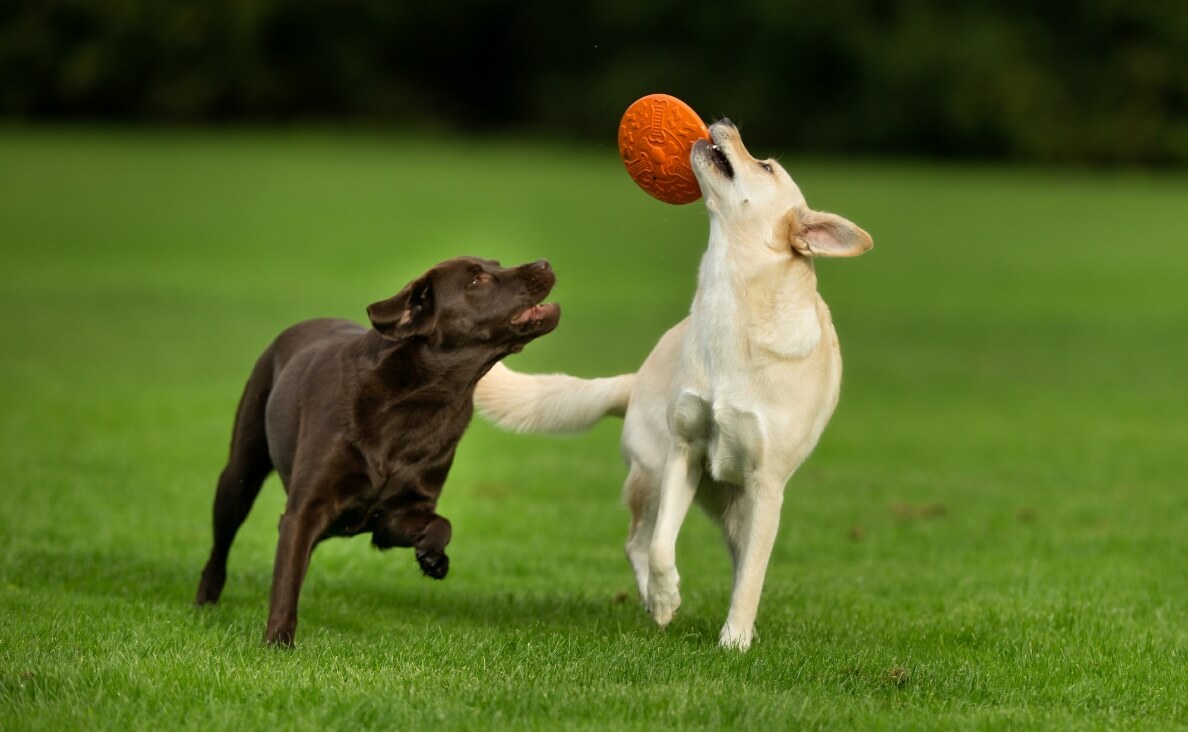 2 dogs playing ball together