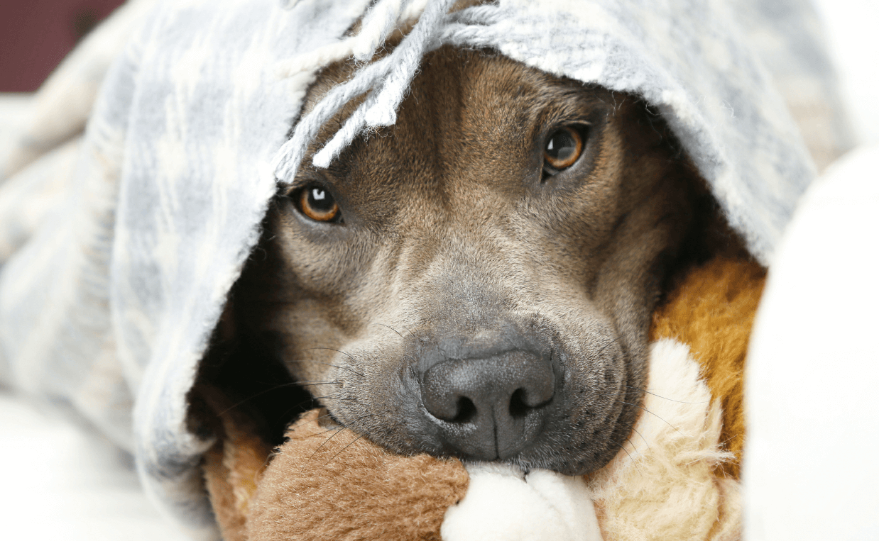 dog with blanket and stuffed toy