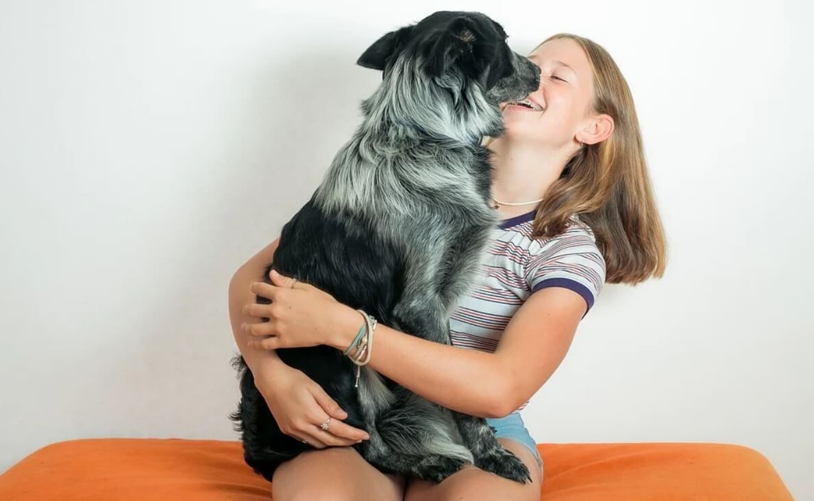 black and gray spaniel licking a girl's face
