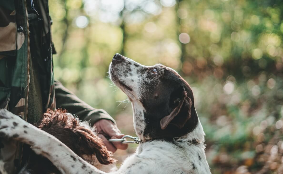 brown and white dog jumping up on person in military jacket