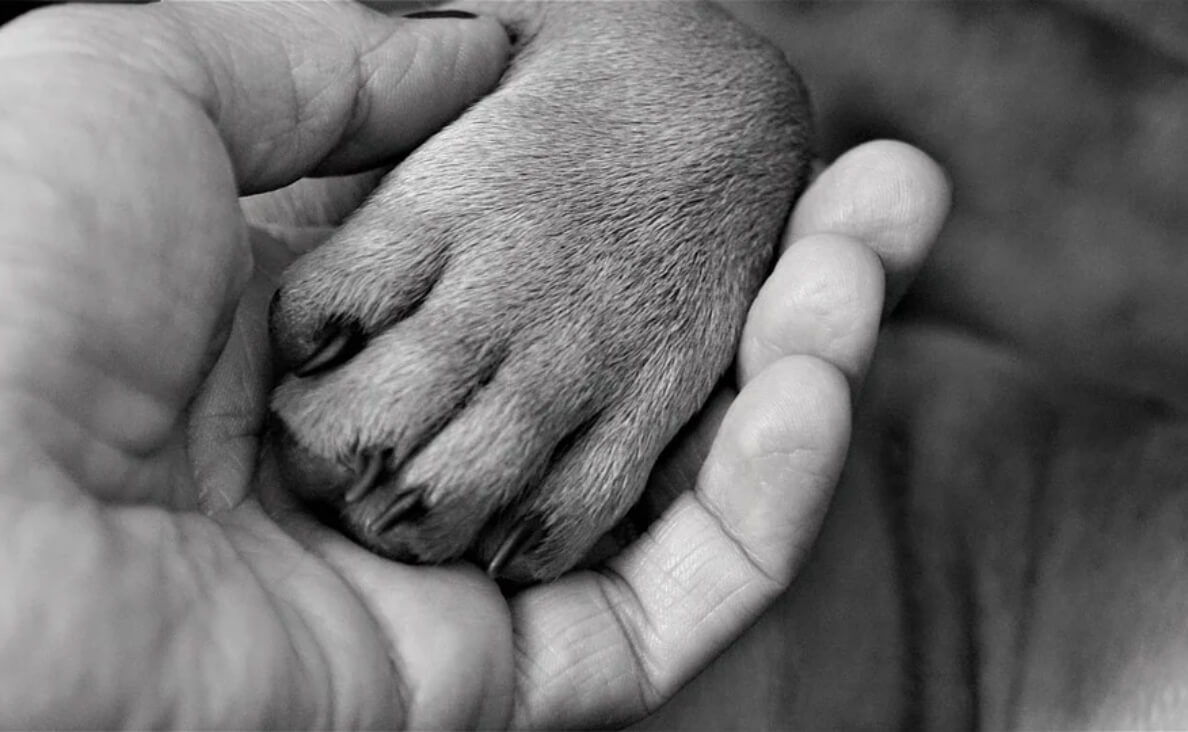 dog paw in person's hand black and white image