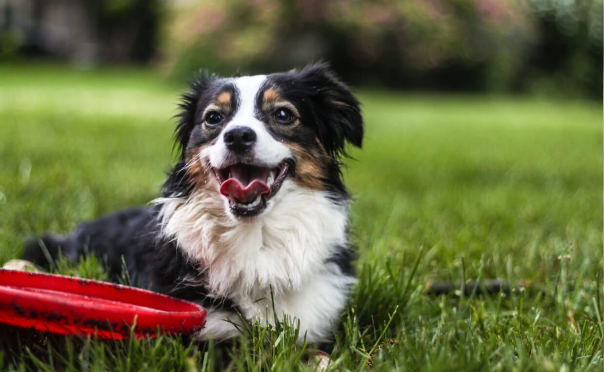 dog with frisbee