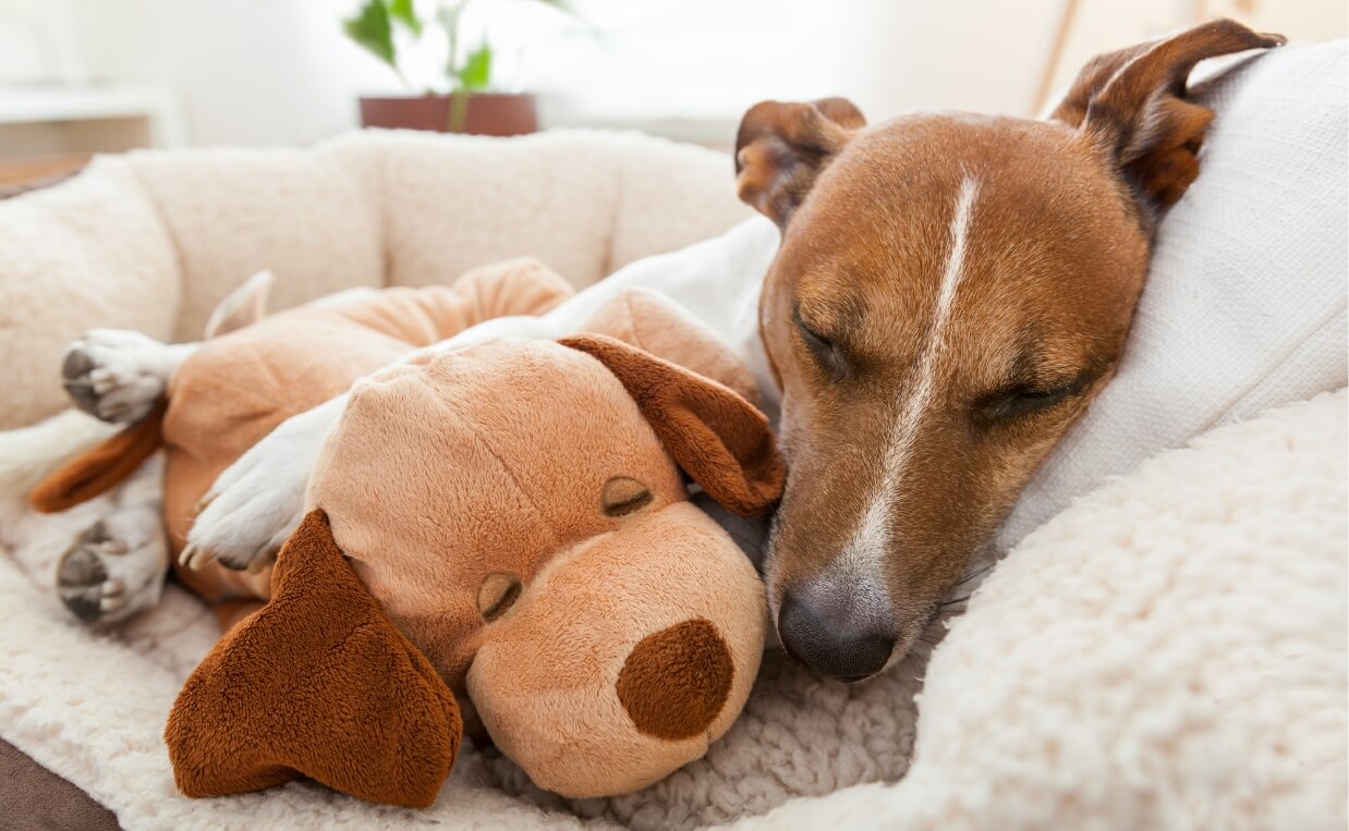 dog with stuffed toy in dog bed