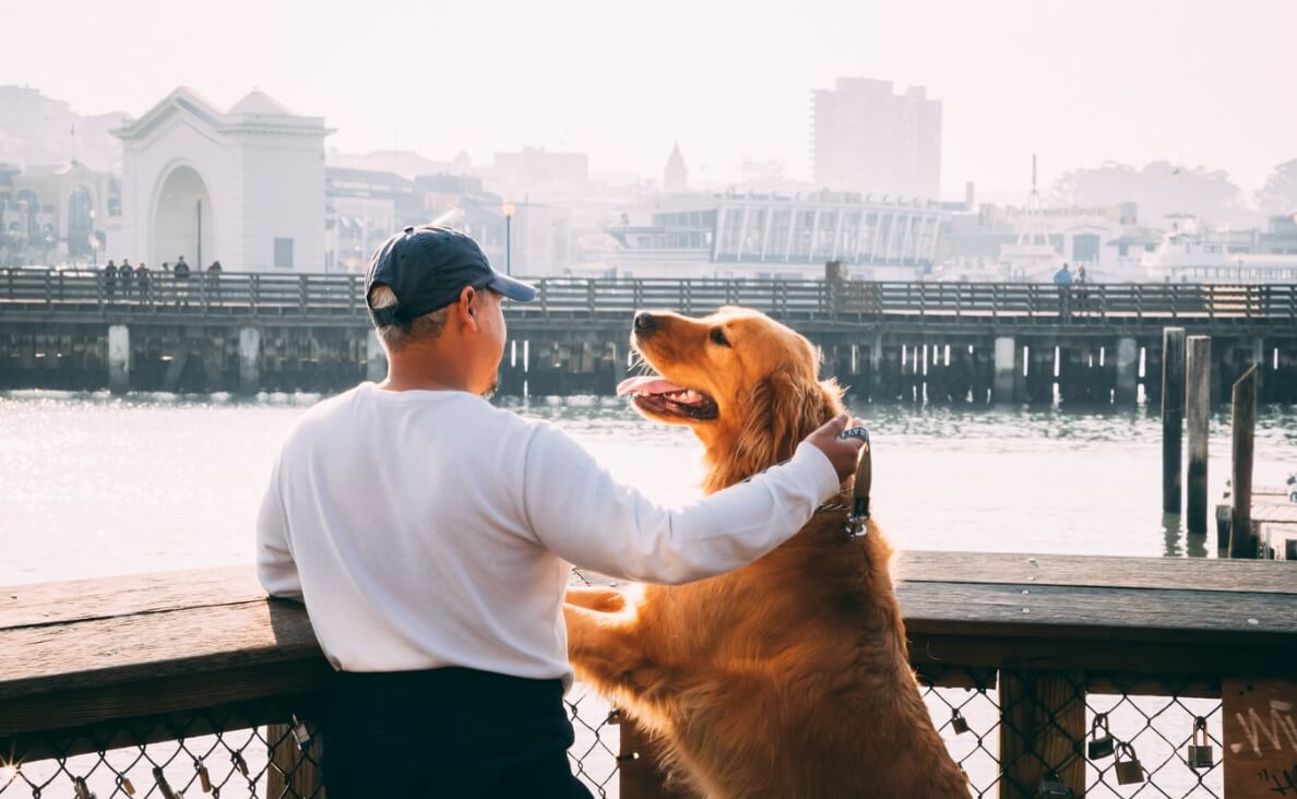  irish setter affection man on dock