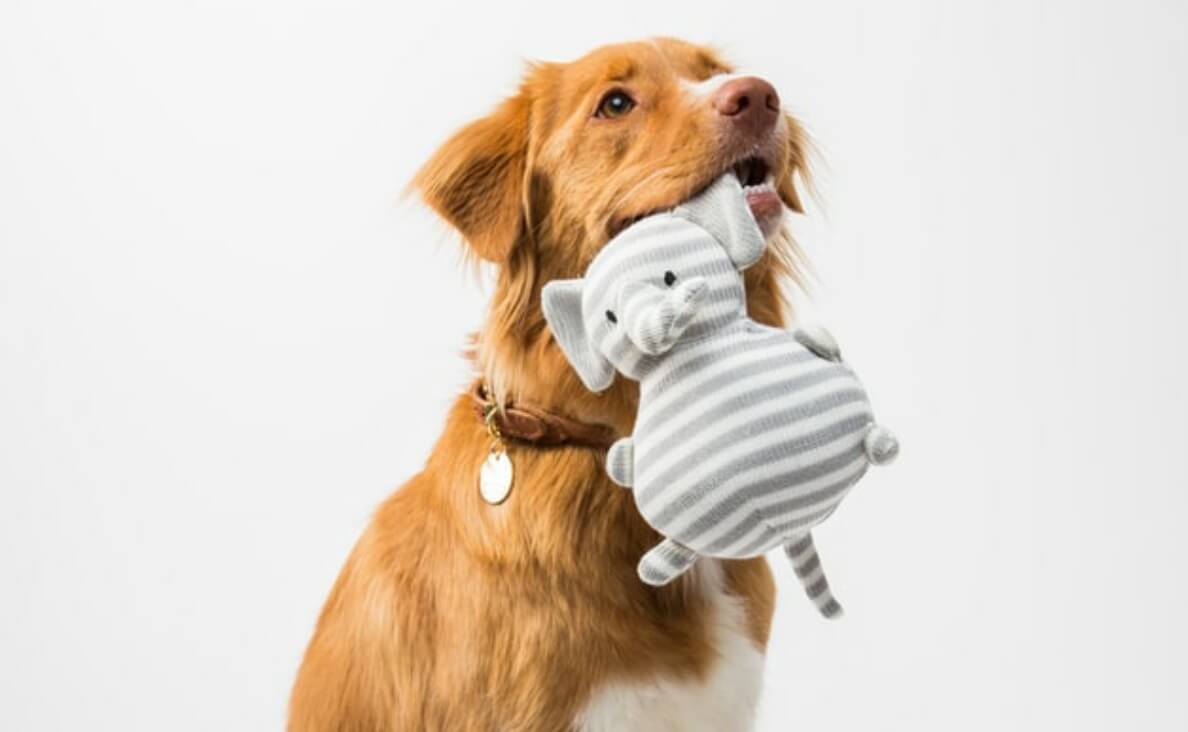 long red fur dog with stuffed toy in mouth