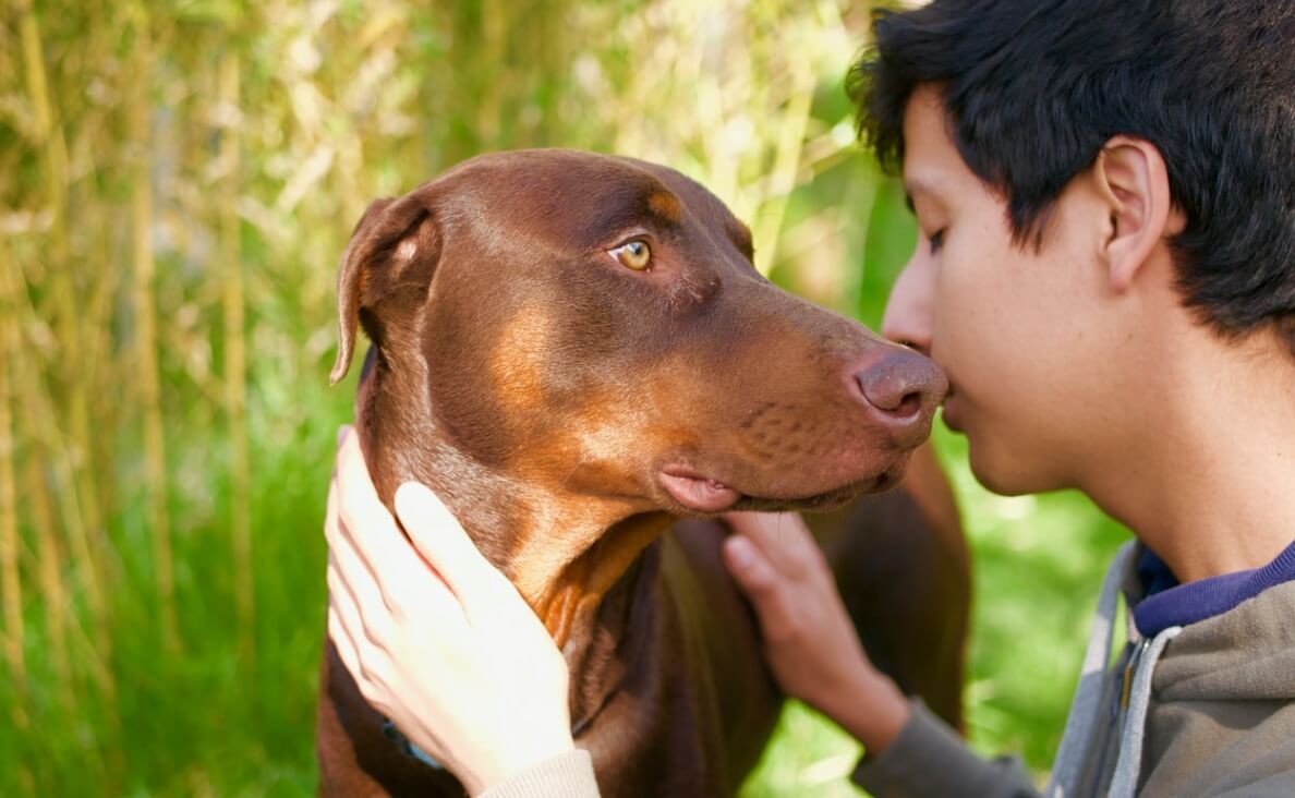 red short haired dog showing affection to teenage boy with dark hair