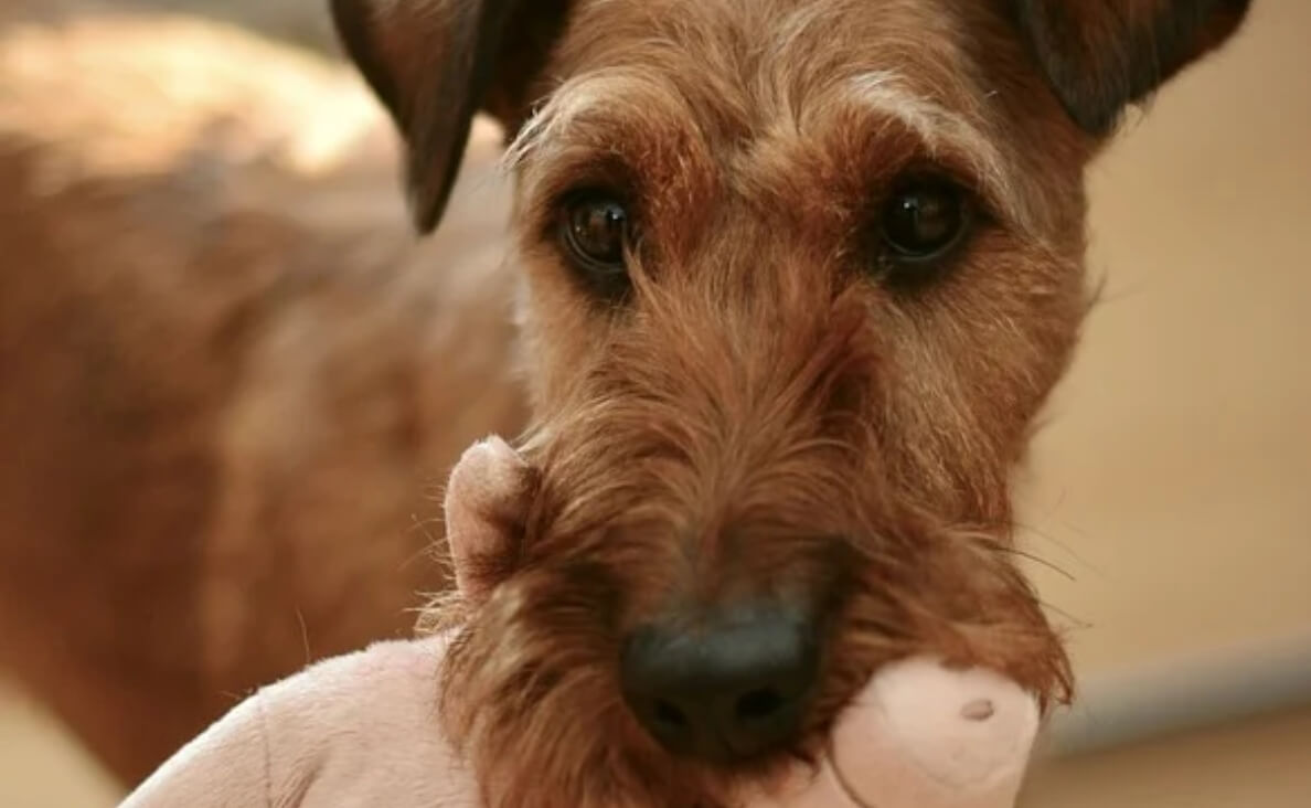 schnauzer dog with stuffed toy in mouth