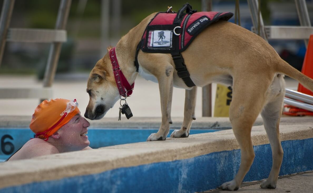 service dog showing affection to man in pool