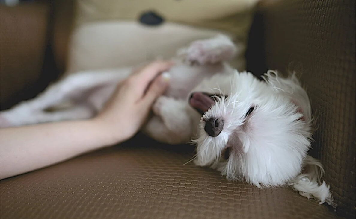 small white fluffy dog laying on back affection