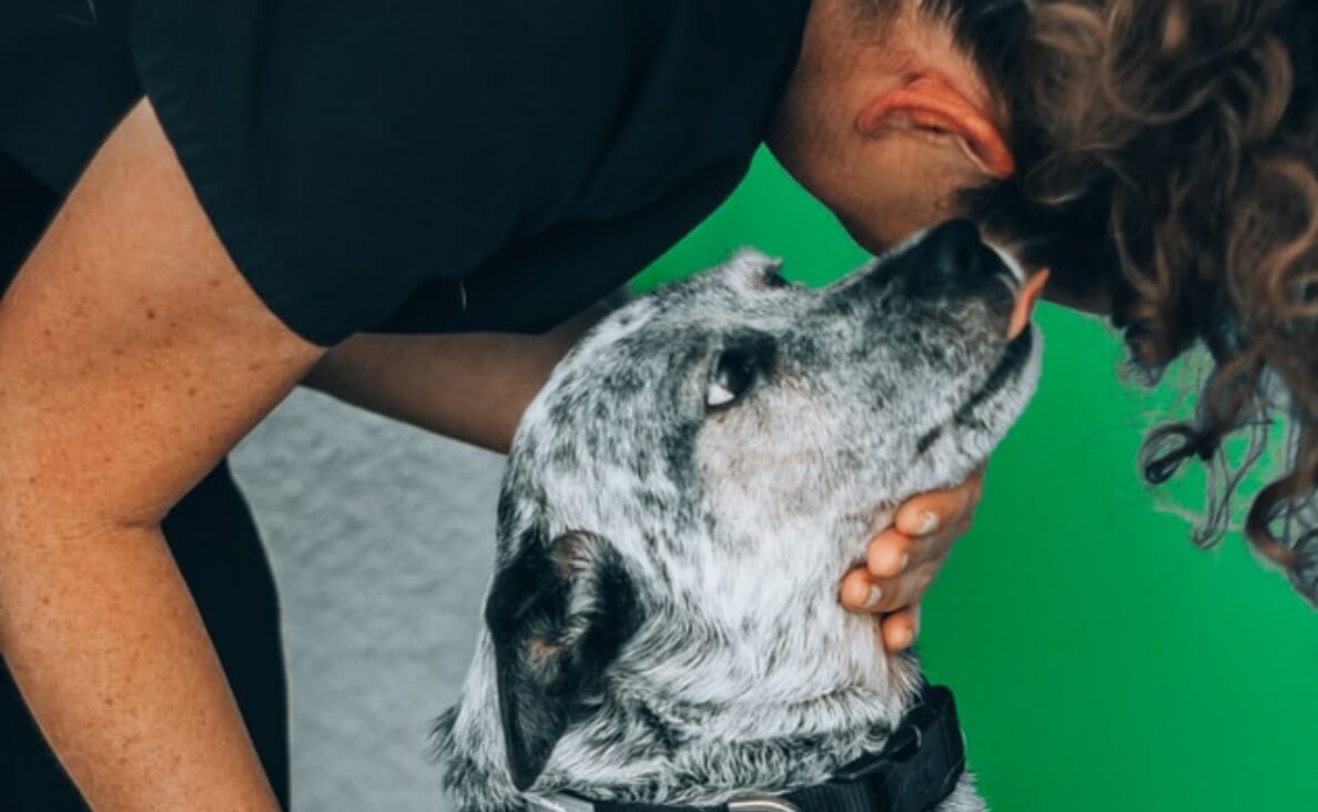spotted dog licking man's face