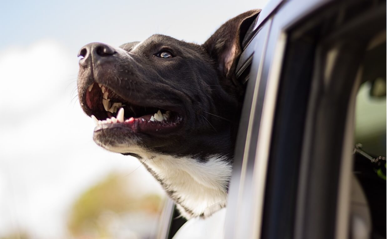 take your dog for a ride in the car