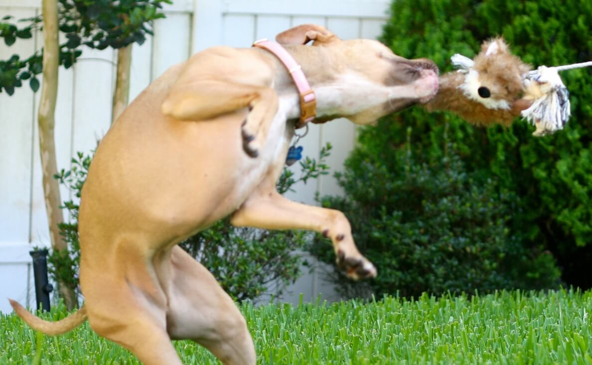 dog playing with flirt pole