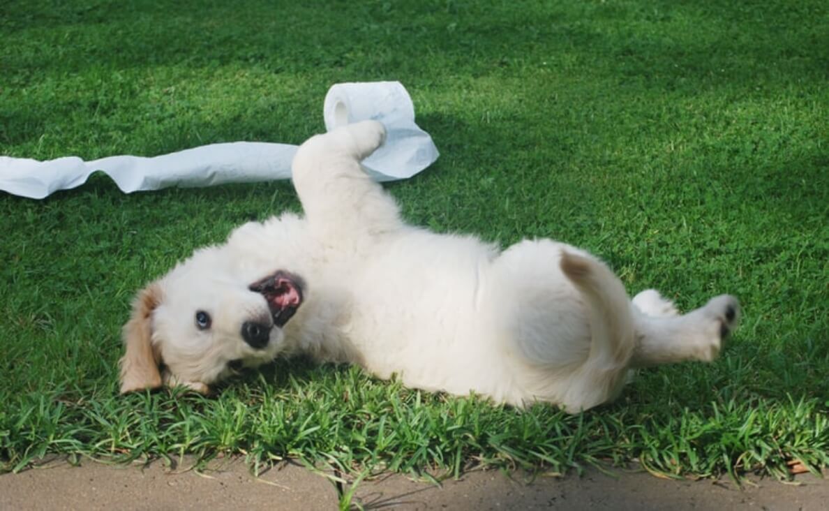 fluffy puppy playing with roll of toilet paper in grass