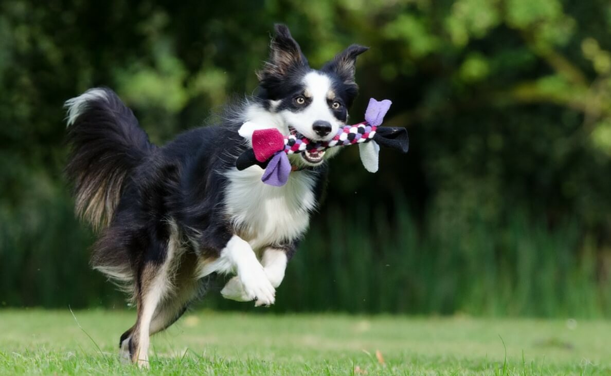healthy adult dog playing with rope toy