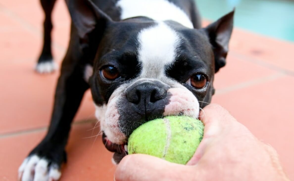 french bulldog not wanting to drop ball